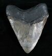Inch Serrated Megalodon Tooth - Restored Root #4707-2